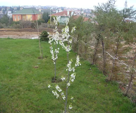 Titanik 4* Sile